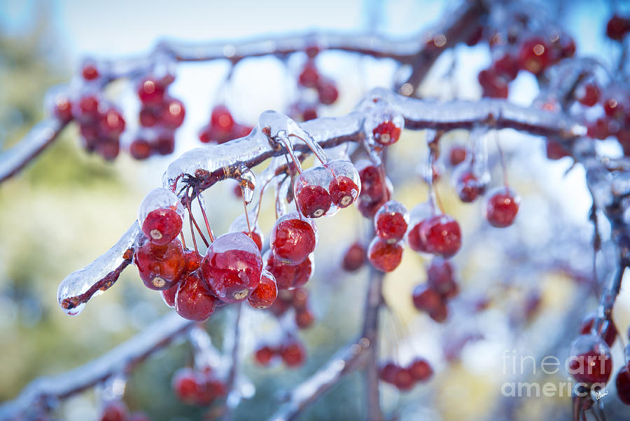 Maine Landscape Photograph - Ice Covered Crab Apples by Alana Ranney