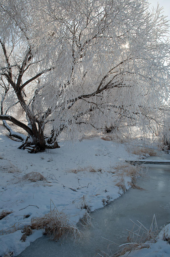 Ice Covered Tree and Creek in Montana Photograph by Bruce Gourley