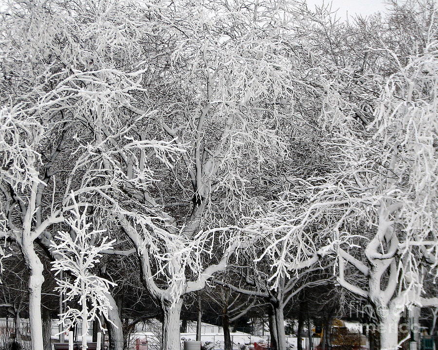 Ice Covered Trees at Niagara Falls State Park Photograph by Rose Santuci-Sofranko