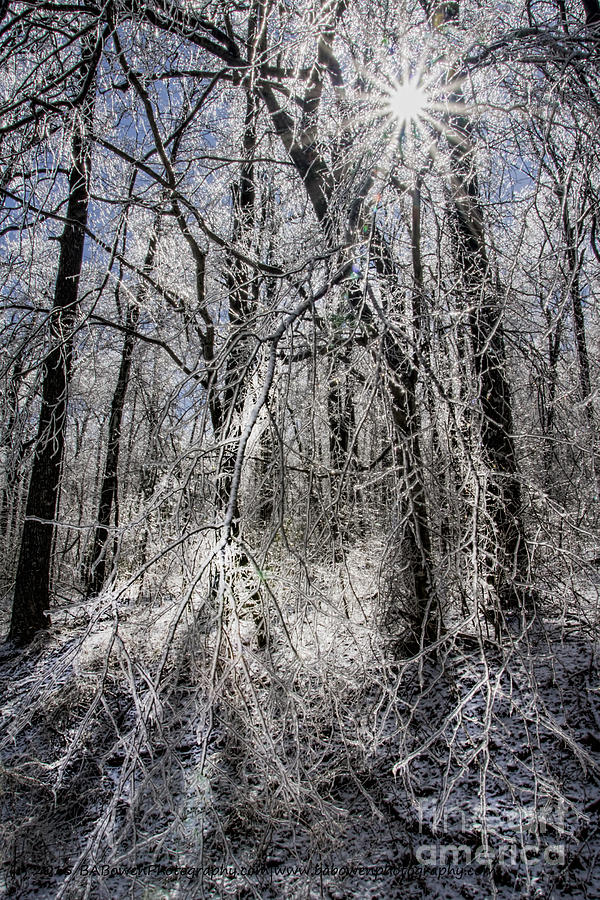 Ice covered trees Photograph by Barbara Bowen