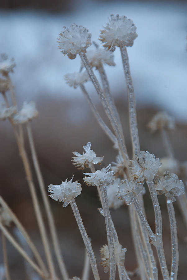 Ice-covered Winter Flowers Photograph by Cascade Colors