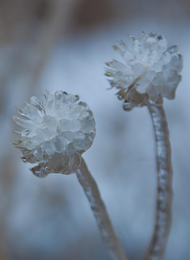 Ice-covered Winter Flowers with Blue Background Photograph by Cascade Colors