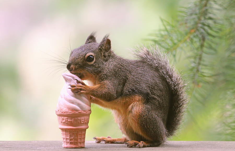 Ice Cream Cone and Squirrel Photograph by Peggy Collins