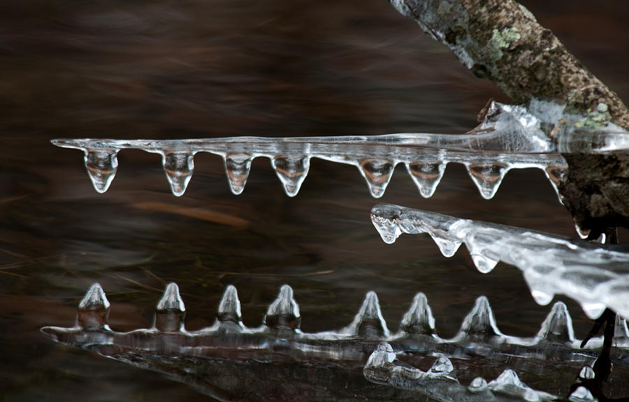 Ice Crocodiles Photograph by Lara Ellis