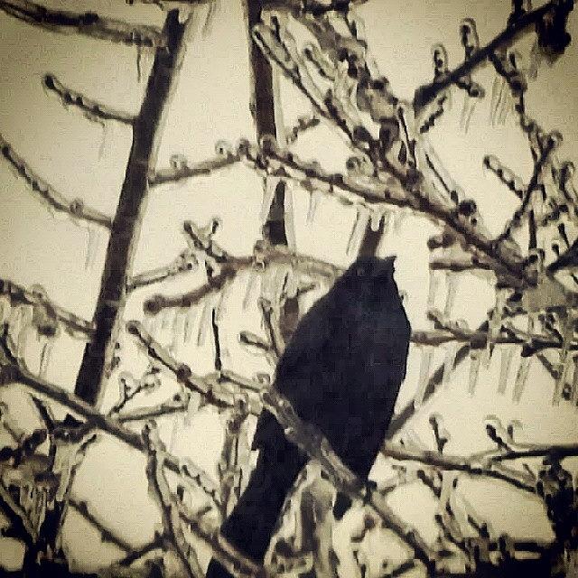 Crow Photograph - #ice #crow. #icestorm #winter2014 #gloom by Brian Harris