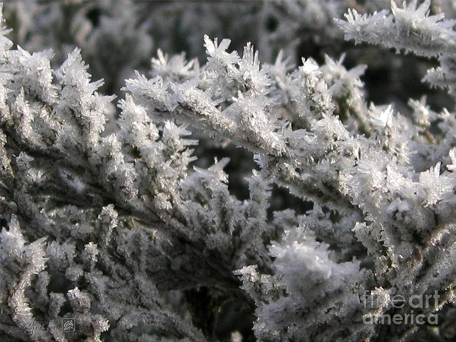 Tree Photograph - Ice Crystal Formation on the Juniper by J McCombie
