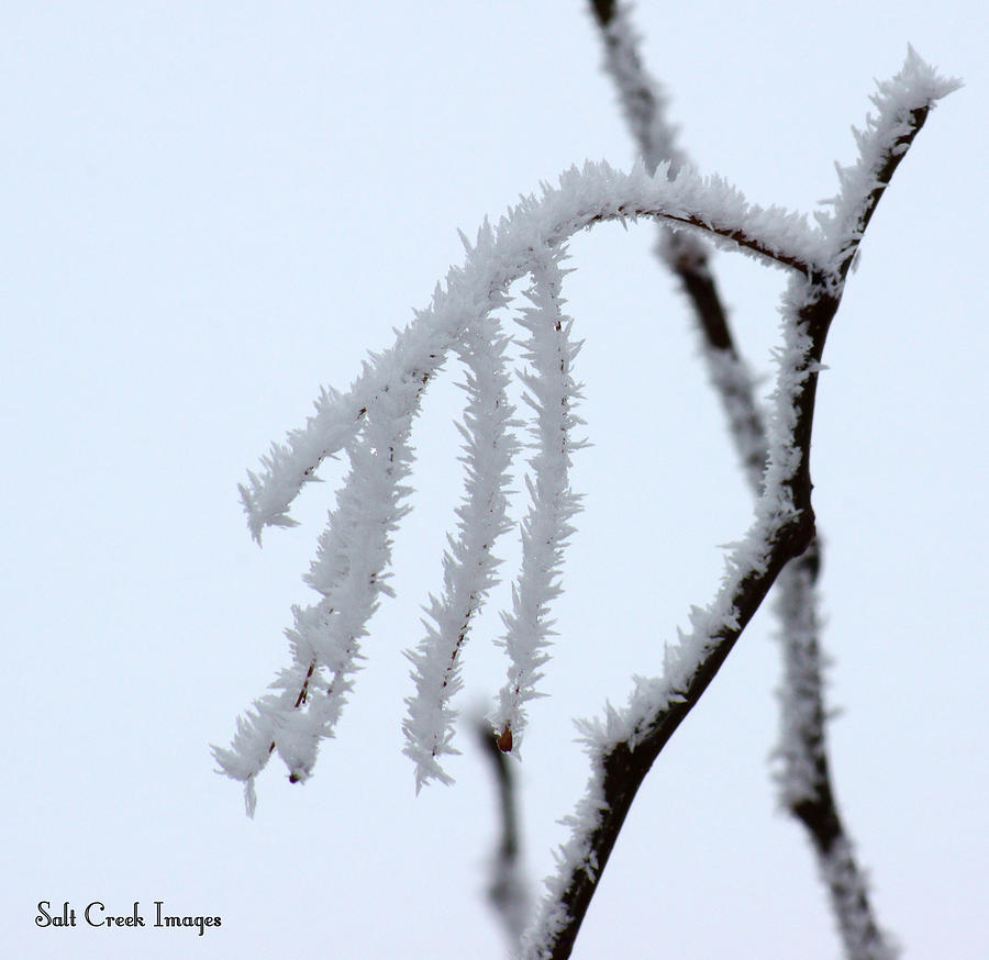 Winter Photograph - Ice Crystals by Cecily Vermote