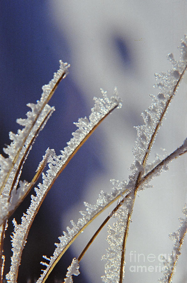 Winter Photograph - Ice crystals on Fireweed Fairbanks  Alaska By Pat Hathaway 1969 by Monterey County Historical Society