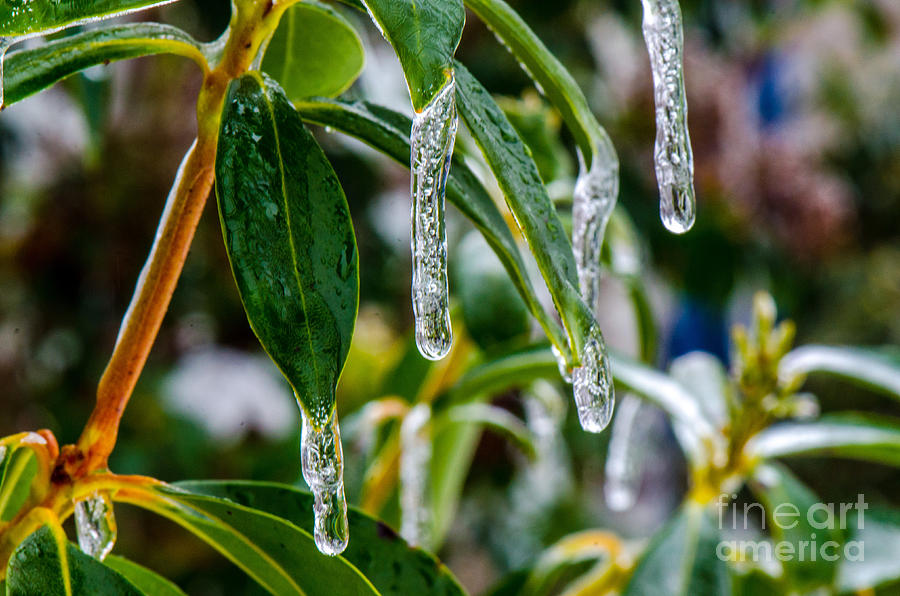 Ice Drops Photograph by Judy Wolinsky