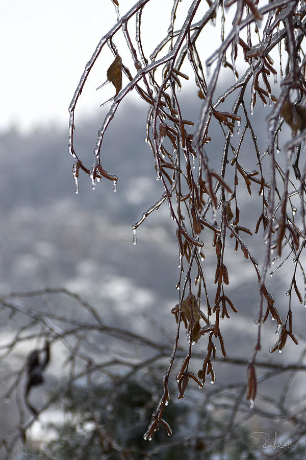 Ice drops Photograph by Raffaella Lunelli