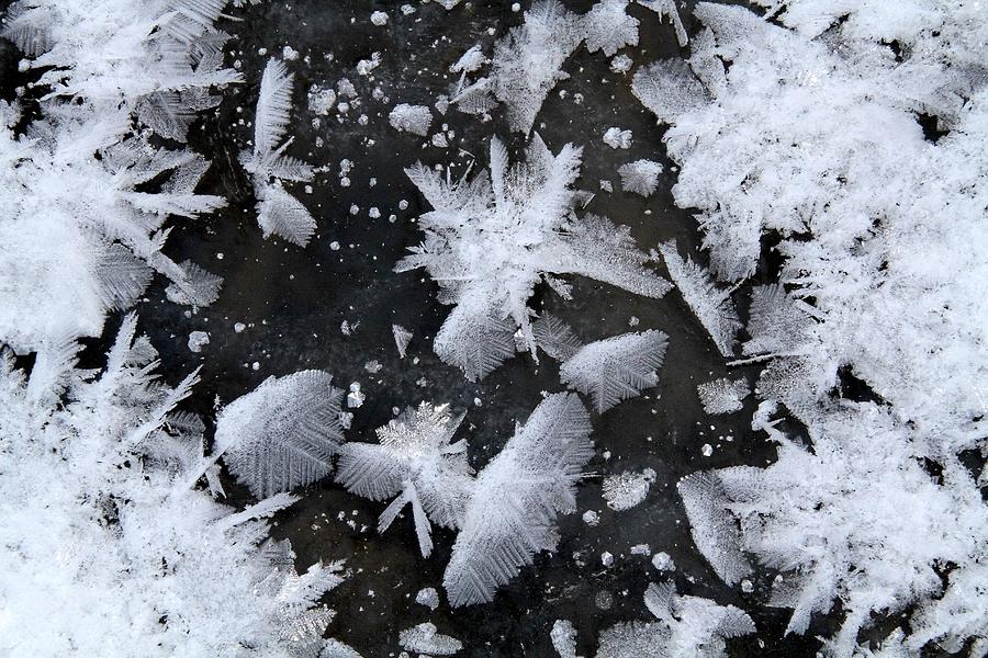Ice Feathers Photograph by Doris Potter