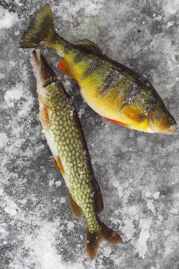 Ice Fish Yellow Perch and Golden Shiner Photograph by Rebecca Malo - Pixels