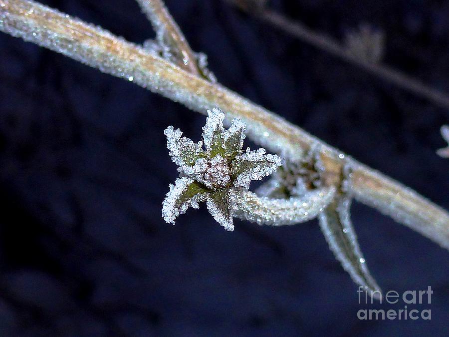 Ice Flower Photograph by Amalia Suruceanu