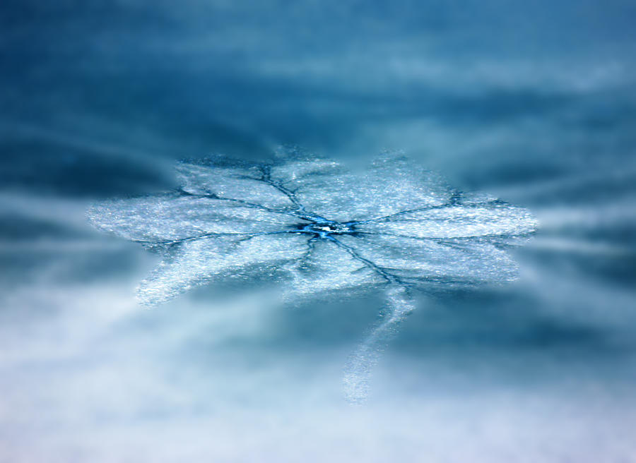 Ice Flower Photograph by Connie Zarn Fine Art America