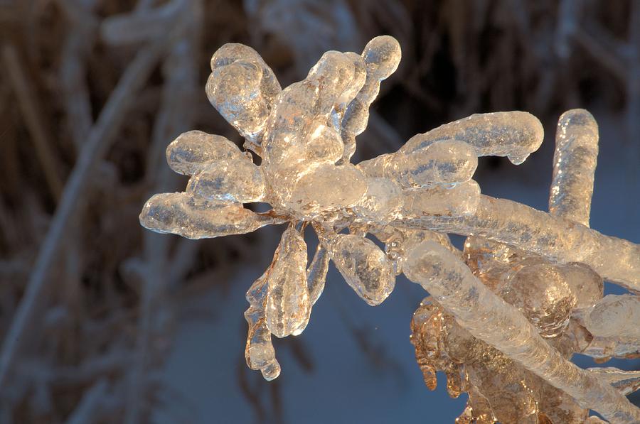 Ice Flower Photograph by Douglas Pike