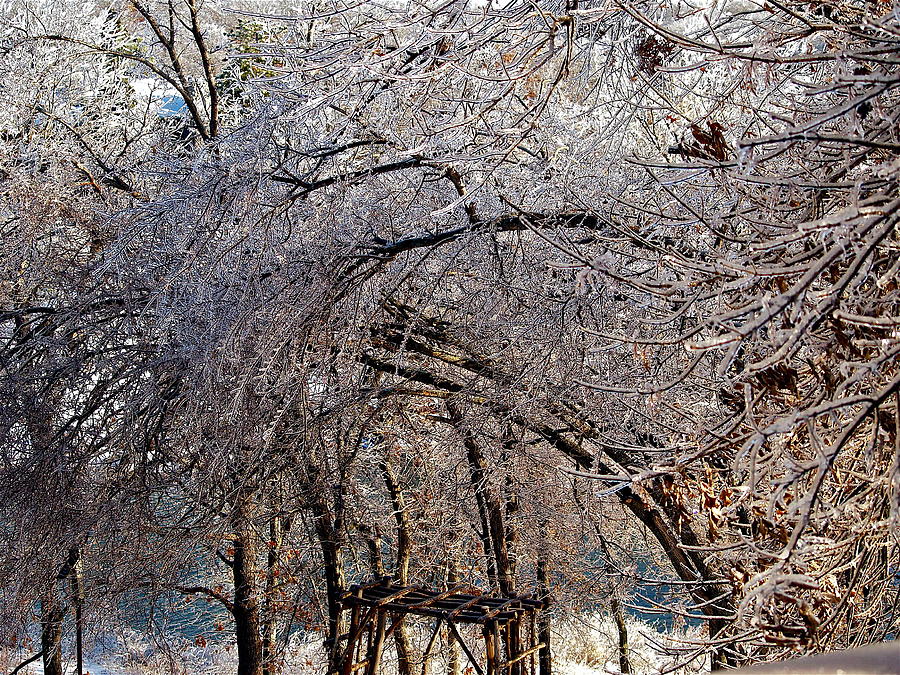 Ice Forest Photograph by John Rohloff