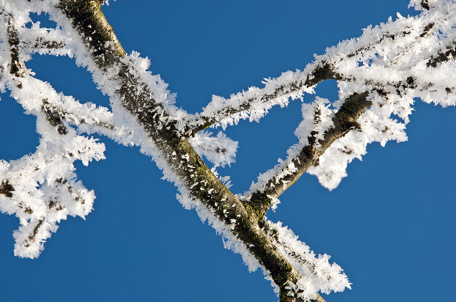 Ice frost on branch Photograph by Andrej Tarfila | Fine Art America