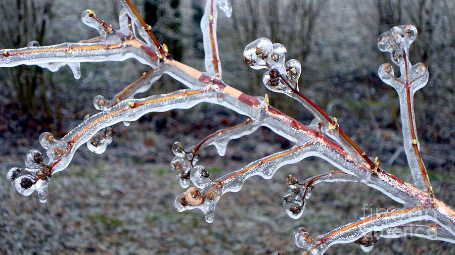 Ice Jewels Photograph by Margaret Hamilton