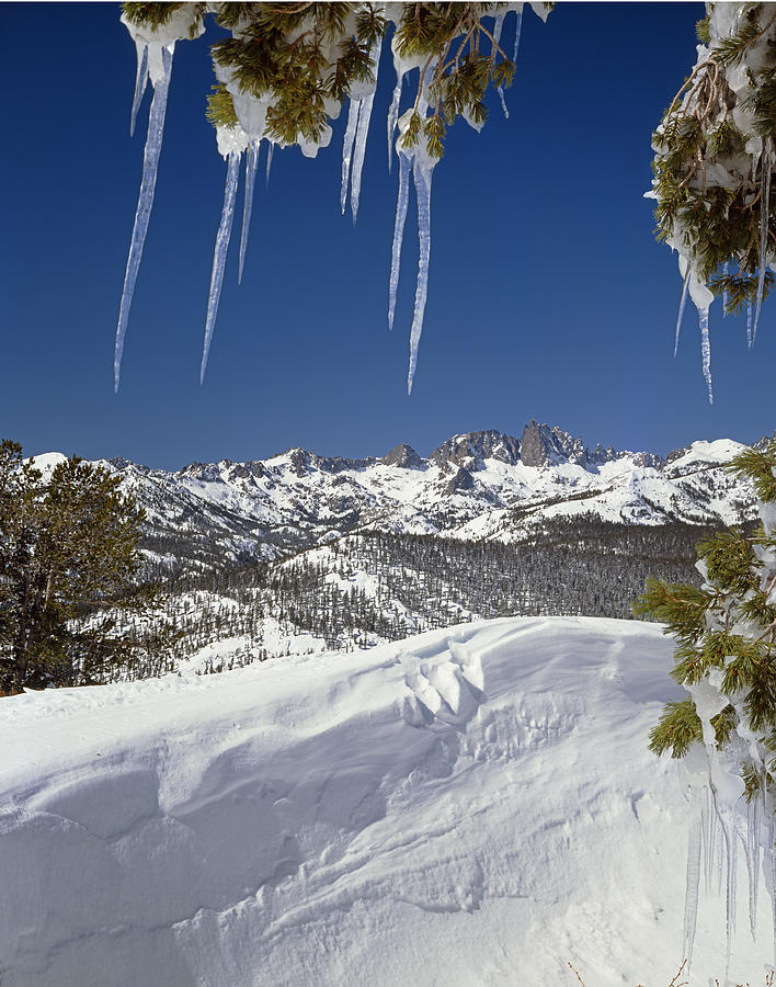 3M6392-Ice Laden Trees at Minaret Summit  Photograph by Ed  Cooper Photography