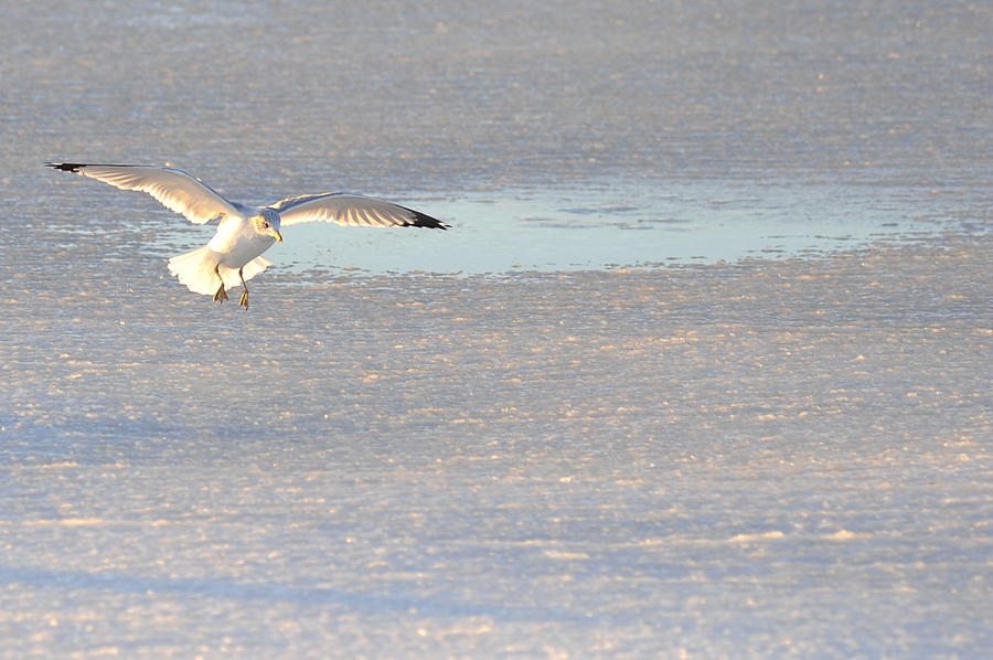 Ice Landing Photograph by Terry DeLuco