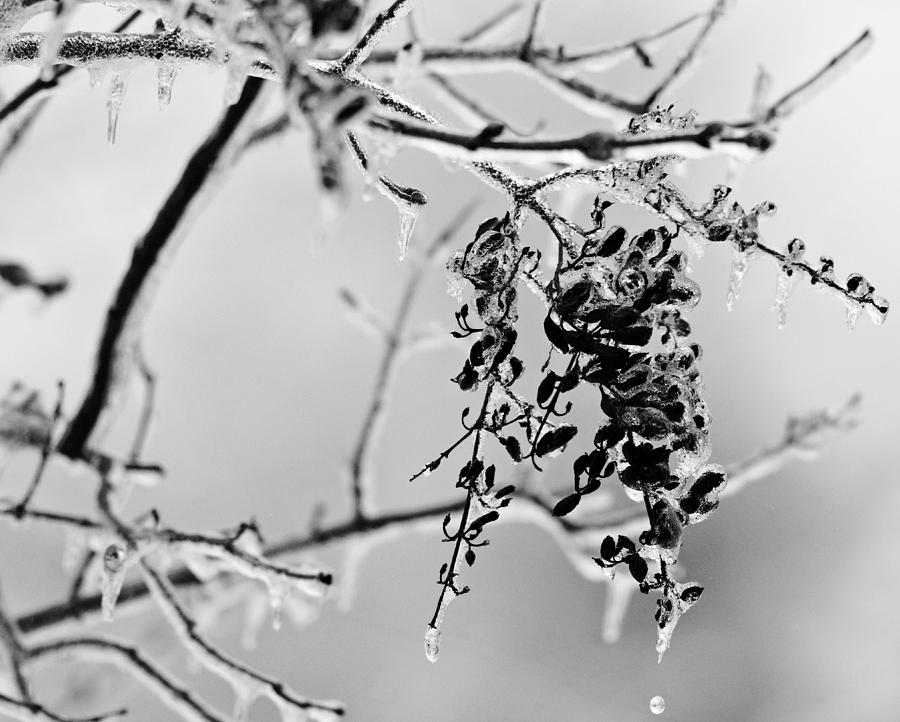 Ice Melting Photograph by Sandy Keeton