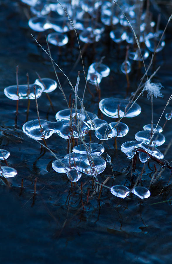 Ice Photograph by Mircea Costina Photography