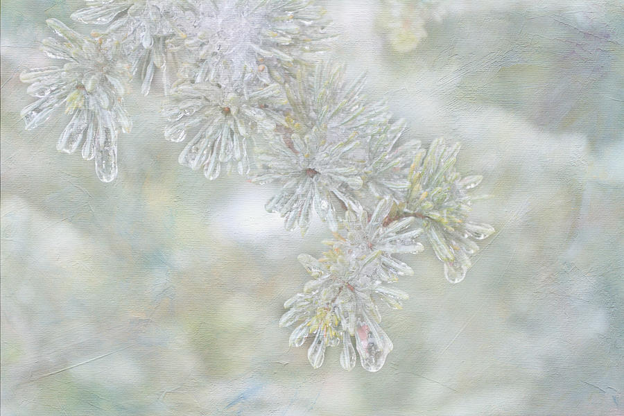 Ice Needles Digital Art by Michelle Ayn Potter