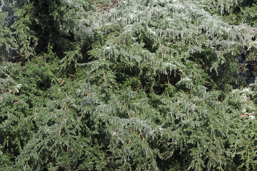 Ice On Eastern Red Cedar Photograph by Daniel Reed