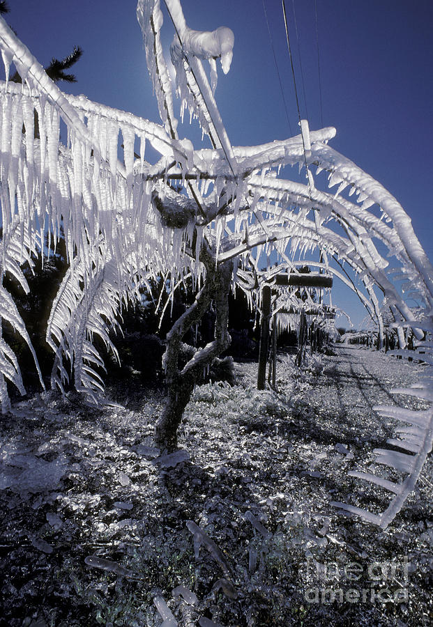 Ice On Kiwi Vines Photograph by Ron Sanford