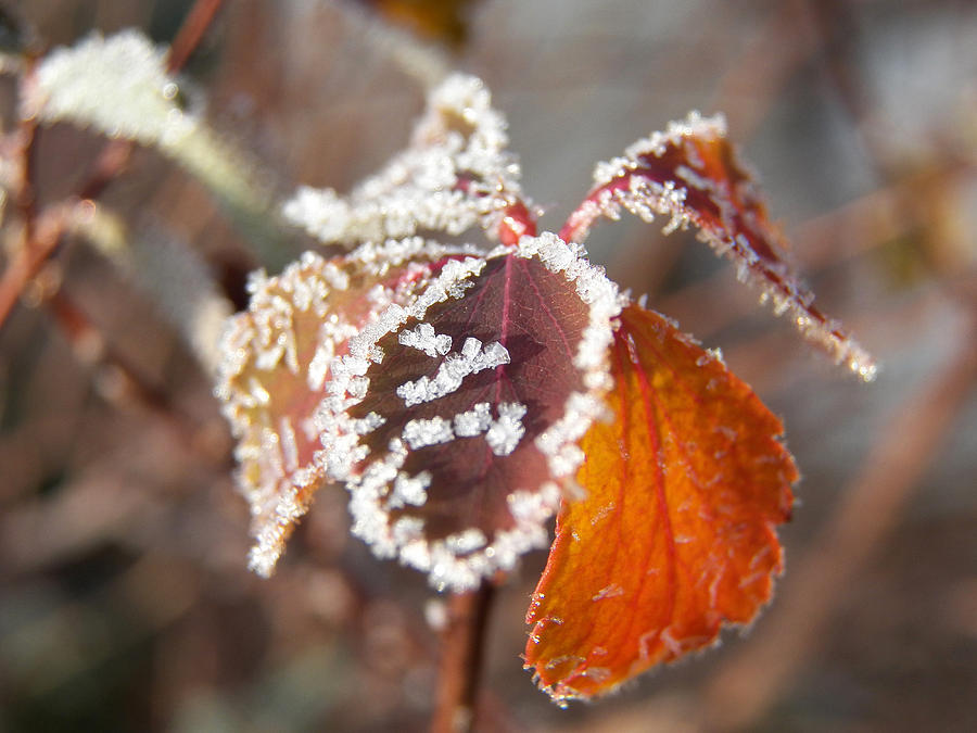 Ice on Leaves Photograph by Corinne Elizabeth Cowherd