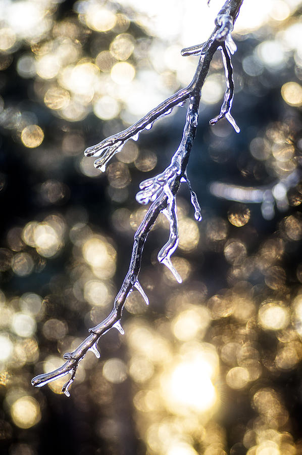 Ice on Limb Photograph by Wayne Meyer