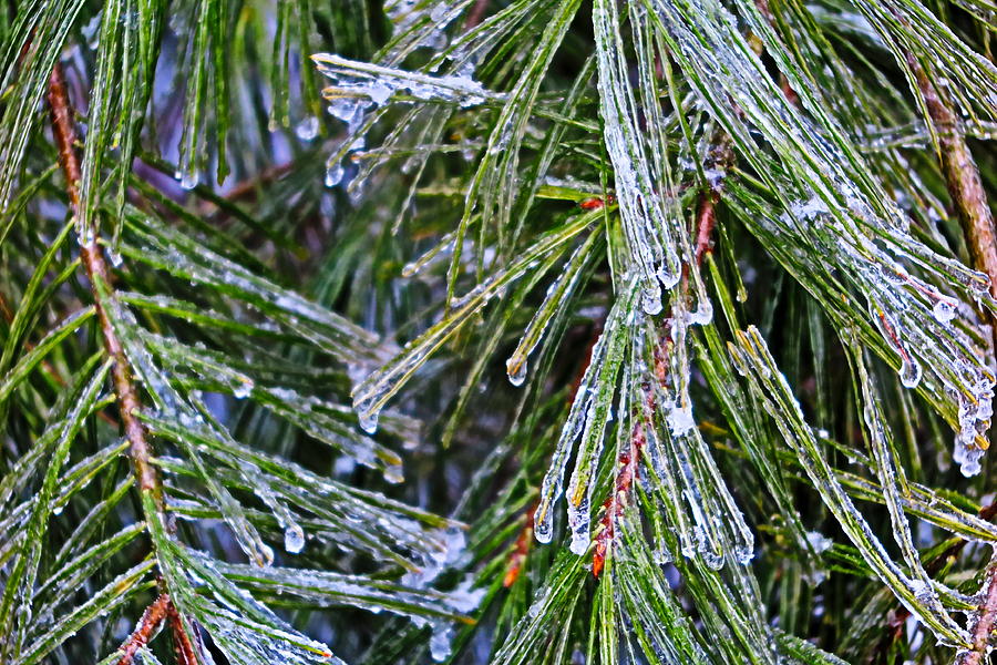 Ice On Pine Needles  Photograph by Daniel Reed