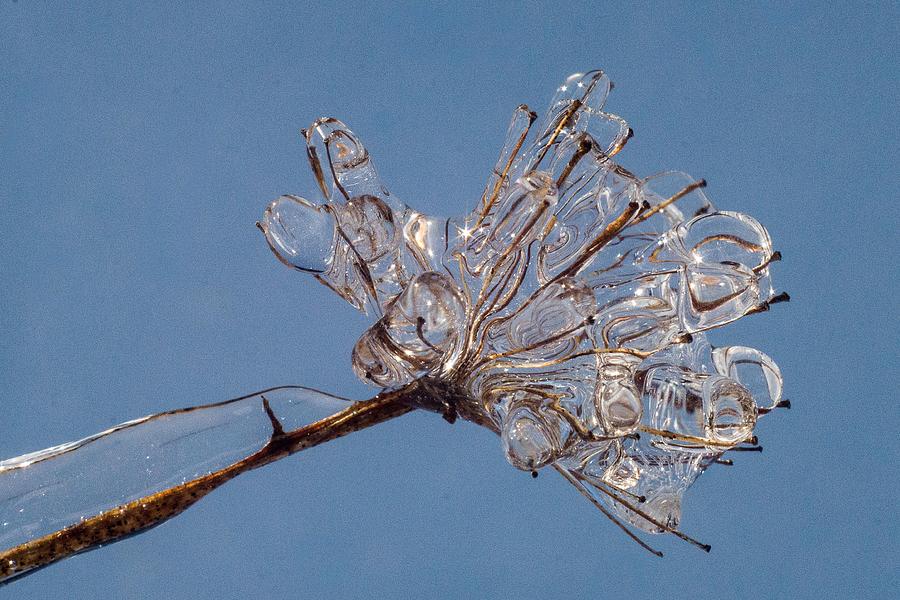 Winter Photograph - Ice on stems by Dawn Hagar