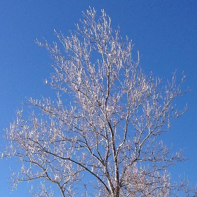 Winter Photograph - Ice On The Trees #ice #winter by Lisa Thomas