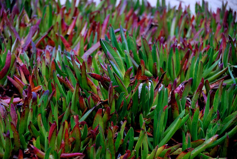 Ice Plant Photograph by Eric Tressler
