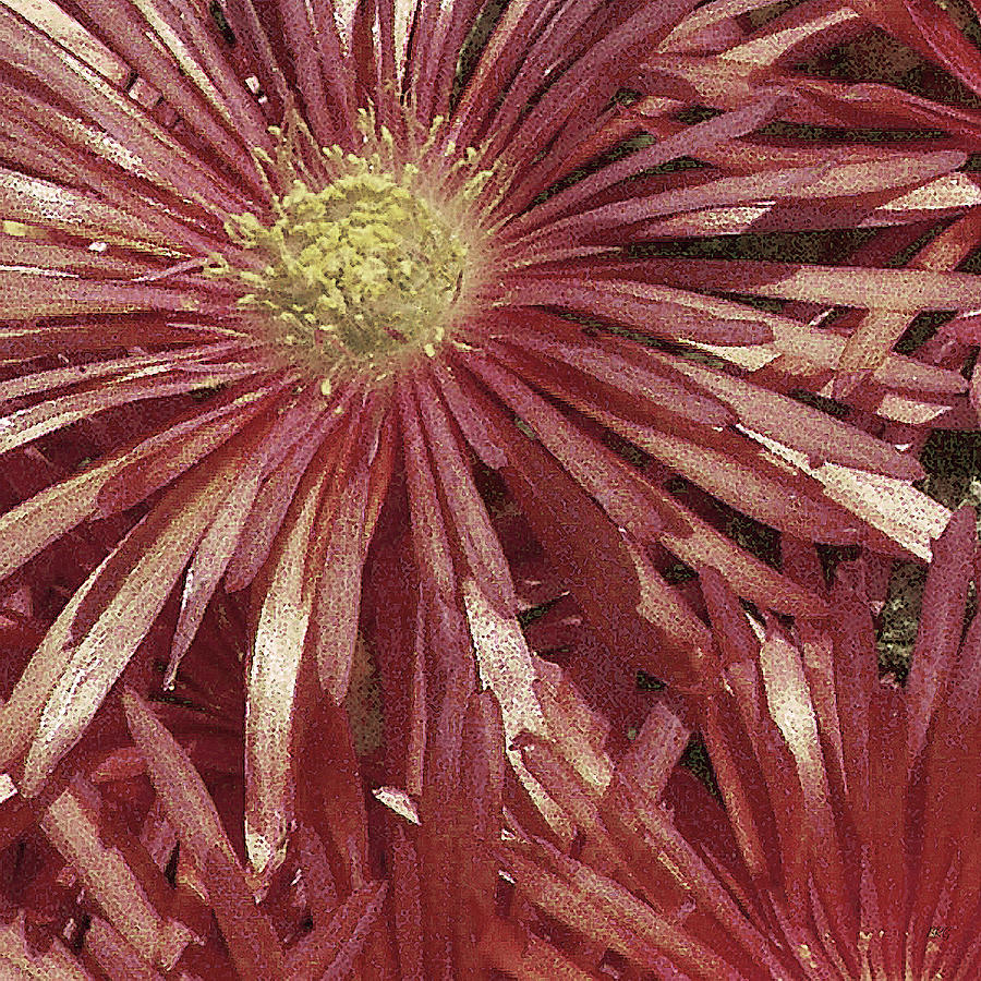 Abstract Photograph - Ice Plant Flowers No 1 by Ben and Raisa Gertsberg