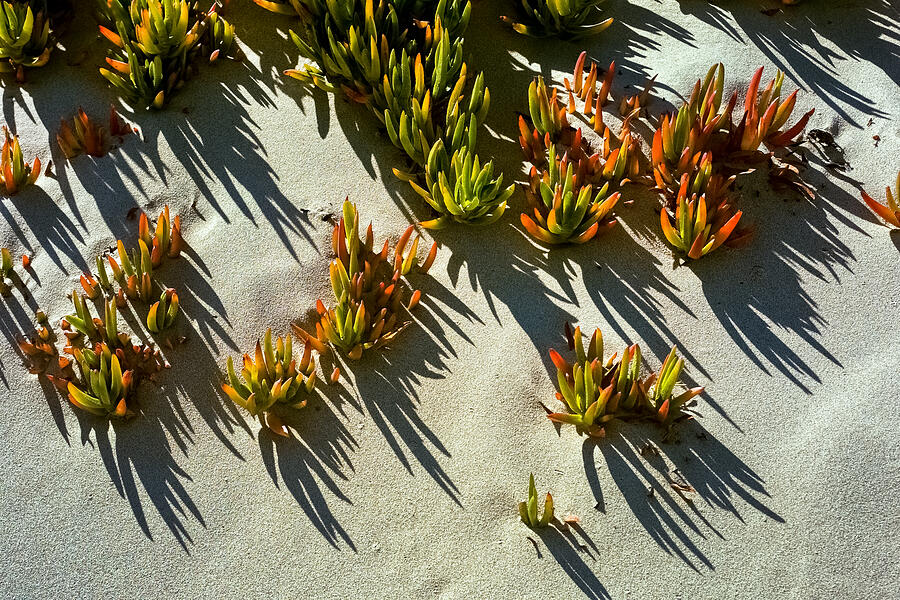 Ice plant in sand Photograph by David Smith