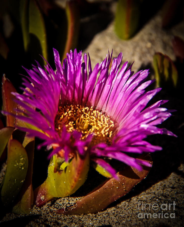 Ice Plant Photograph by Robert Bales