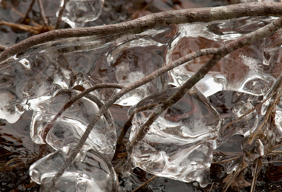 Ice Plums Photograph by Lara Ellis