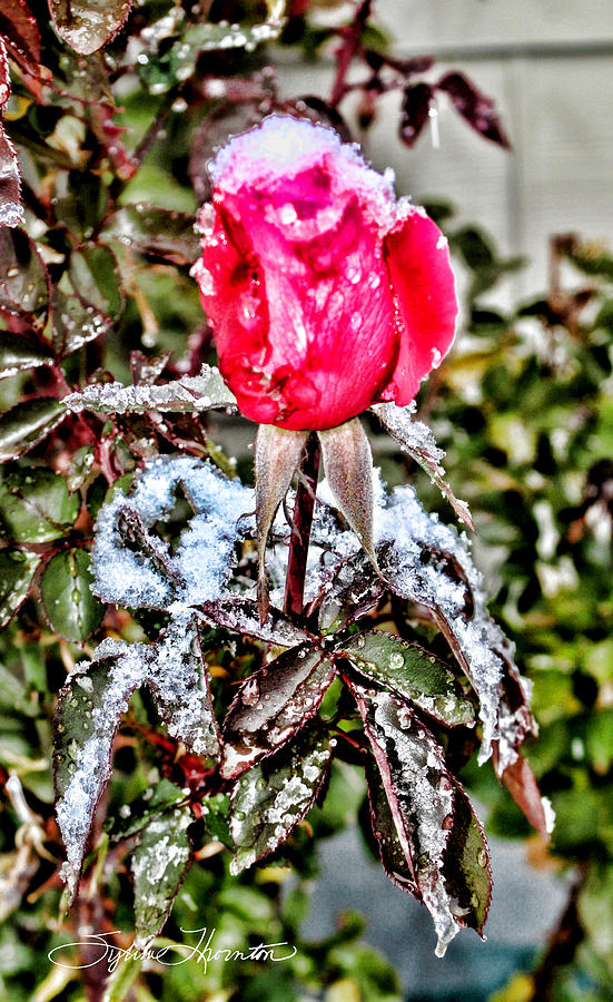 Rose Photograph - Ice Princess by Sylvia Thornton