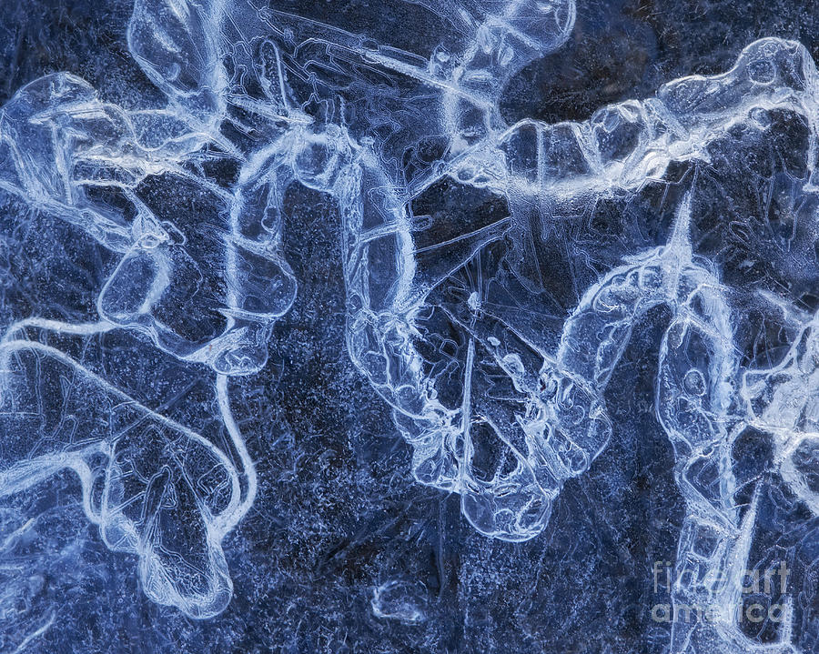 Winter Photograph - Ice Ropes by Claudia Kuhn