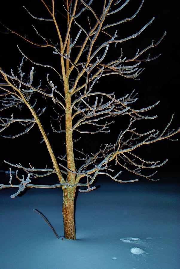 Winter Photograph - Ice Storm 2 by Susan Moore