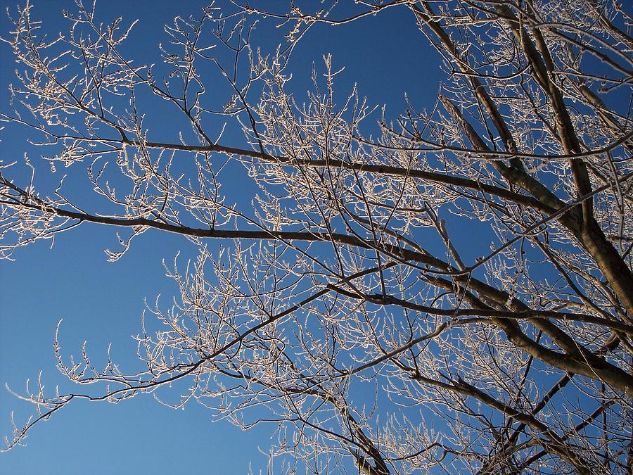 Ice Storm Branches Photograph by Michelle Miron-Rebbe