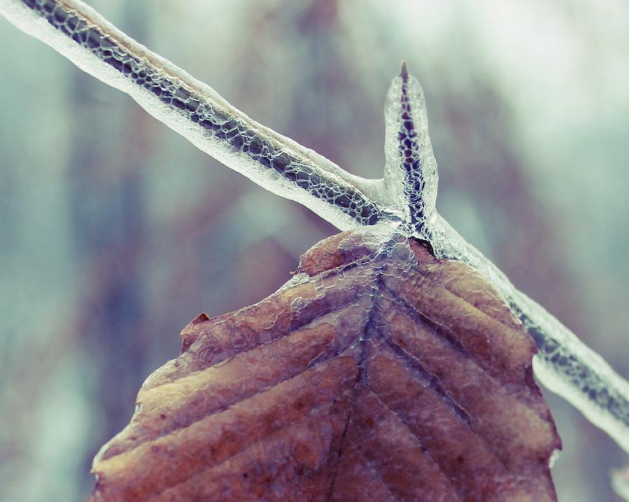 Ice Photograph - Ice Storm by Candice Trimble Ice Photograph - Ice Storm by Candice Trimble