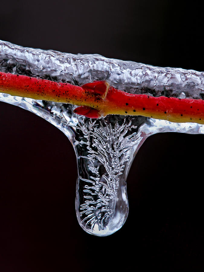 Ice Storm Icicle Photograph by Carolyn Derstine