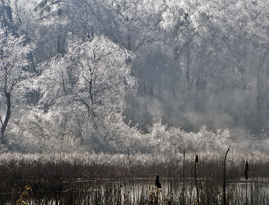 Ice Storm II 2008 Photograph by Frank Winters