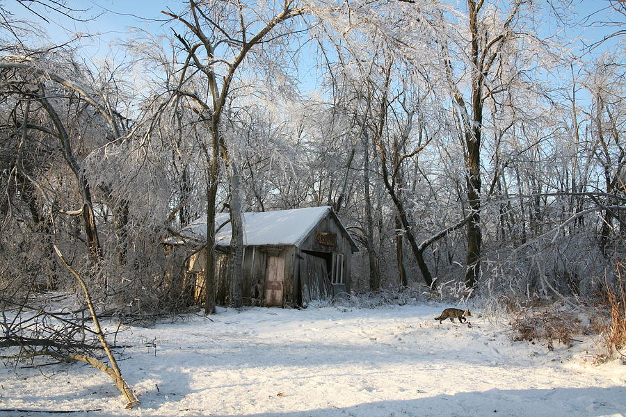 Ice Storm in Unionville Photograph by Kathryn Cornett