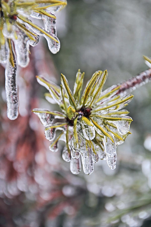 Ice Storm Remnants Photograph by Theo OConnor