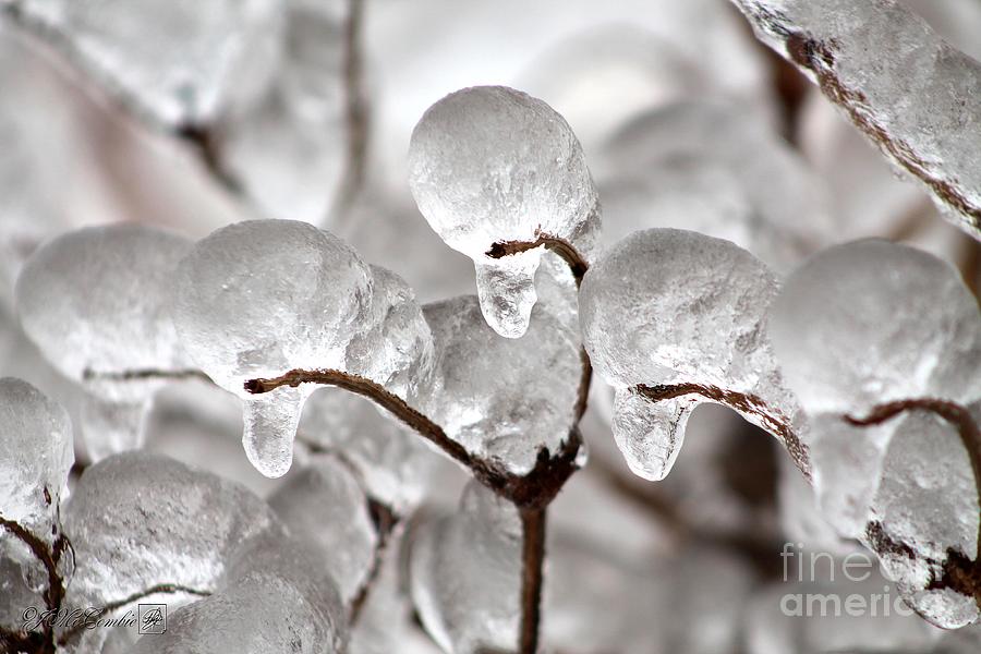 Nature Photograph - Ice Storm Snowball Bush by J McCombie