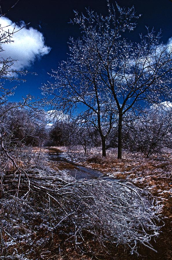 Ice Tree Photograph by Mike Mulvahill - Fine Art America